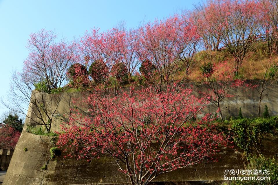 獅潭協雲宮，山林間的紅粉櫻花谷