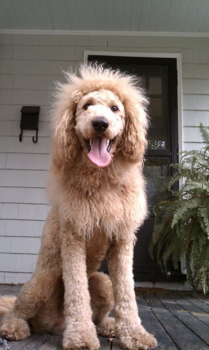 Charles the Monarch, a Labradoodle, looks so much like a lion that he has sparked multiple 911 calls from concerned citizens fearing that the king of beasts was on the loose