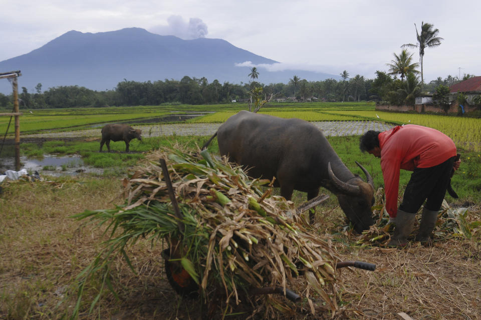 A man tends to his buffalos as Mount Marapi spews volcanic material into the air in Agam, West Sumatra, Indonesia, Wednesday, Dec. 6, 2023. Rescuers were searching for a female hiker who was caught by a surprise weekend eruption of the volcano that killed nearly two dozens climbers and injured several others, officials said Wednesday. (AP Photo/Ardhy Fenando)