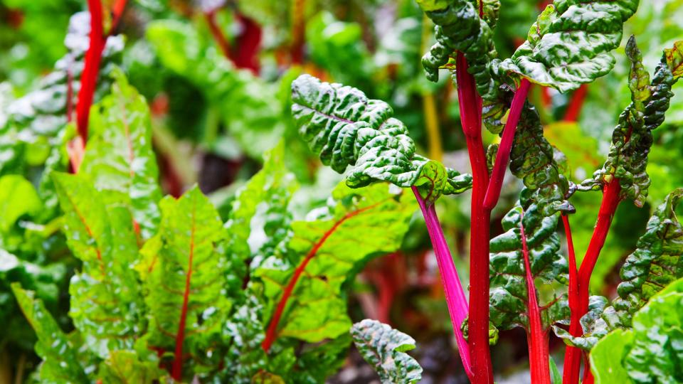 Our guide to easy vegetables to grow will help you enjoy a delicious harvest with minimum effort