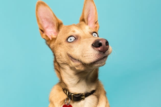 Portrait of a Native American Indian Dog. - Credit: Photo Illustration. Image used in Illustration: 500px Prime/Getty Images