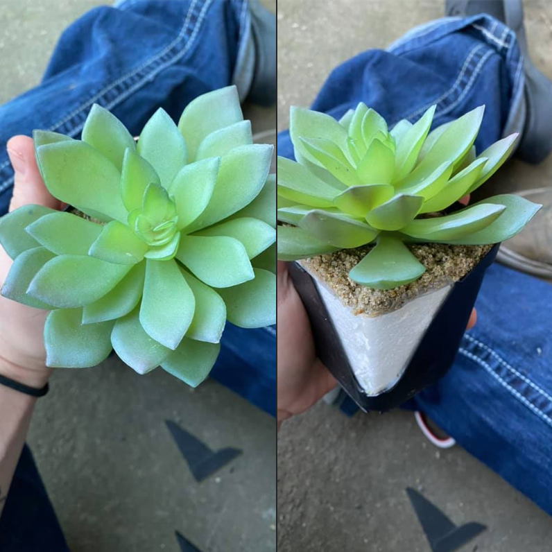 When Caelie Wilkes had been caring for her succulent plant for two years. When she went to repot it in late February, she found it was plastic.