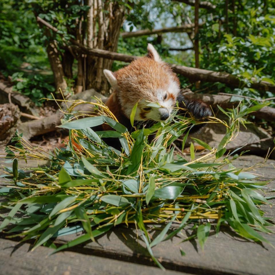 Wiltshire Times: Emma the Red Panda at Longleat helps to launch its ticket sales for this year's Festival of Light.