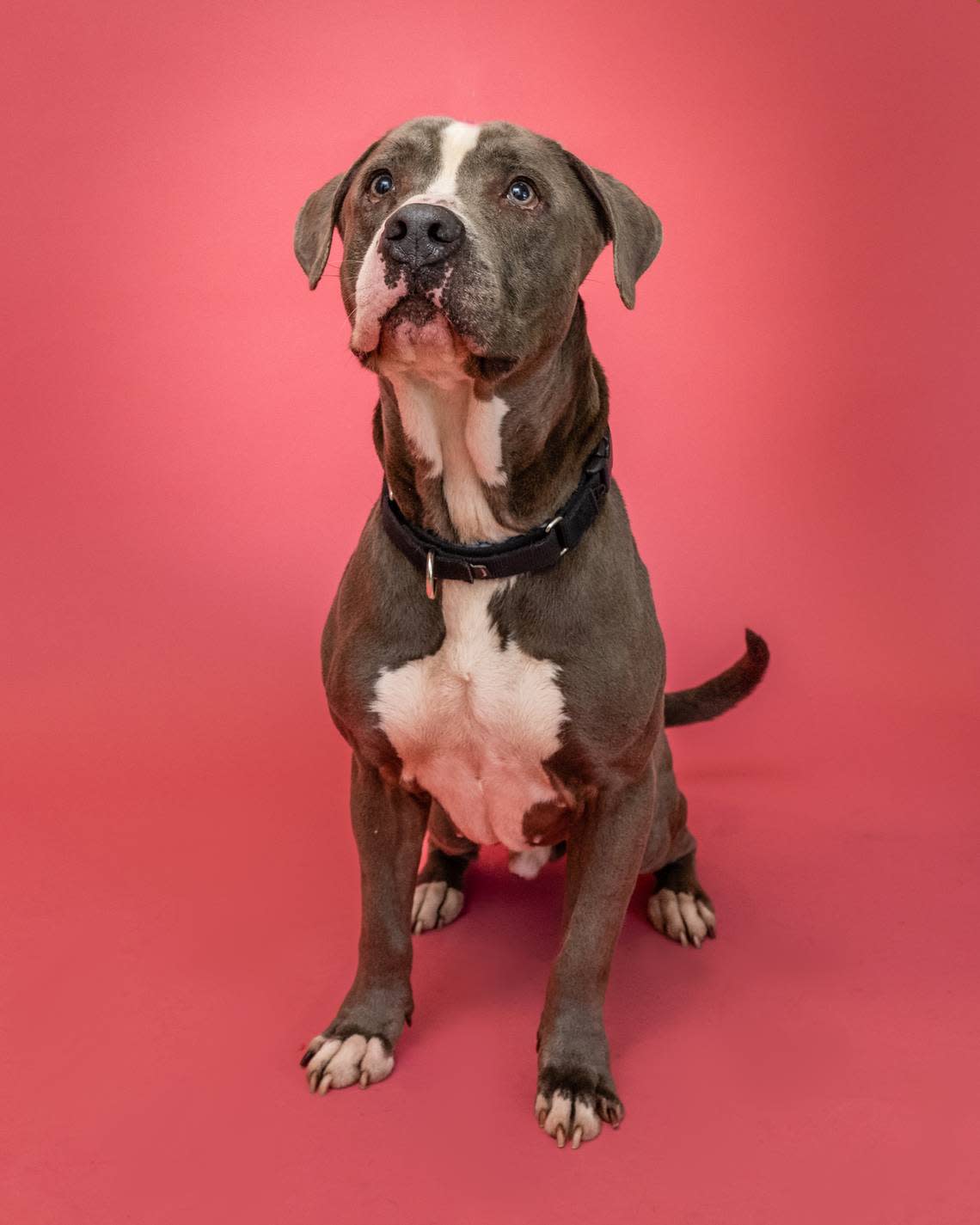 “Looking for unconditional love? Bongo #A2381752 has nothing but love for you. This beautiful, 4-year-old boy always looks his best, especially with his tuxedo patterned coat. He’s a happy boy who can’t wait be the Love of Your Life!”