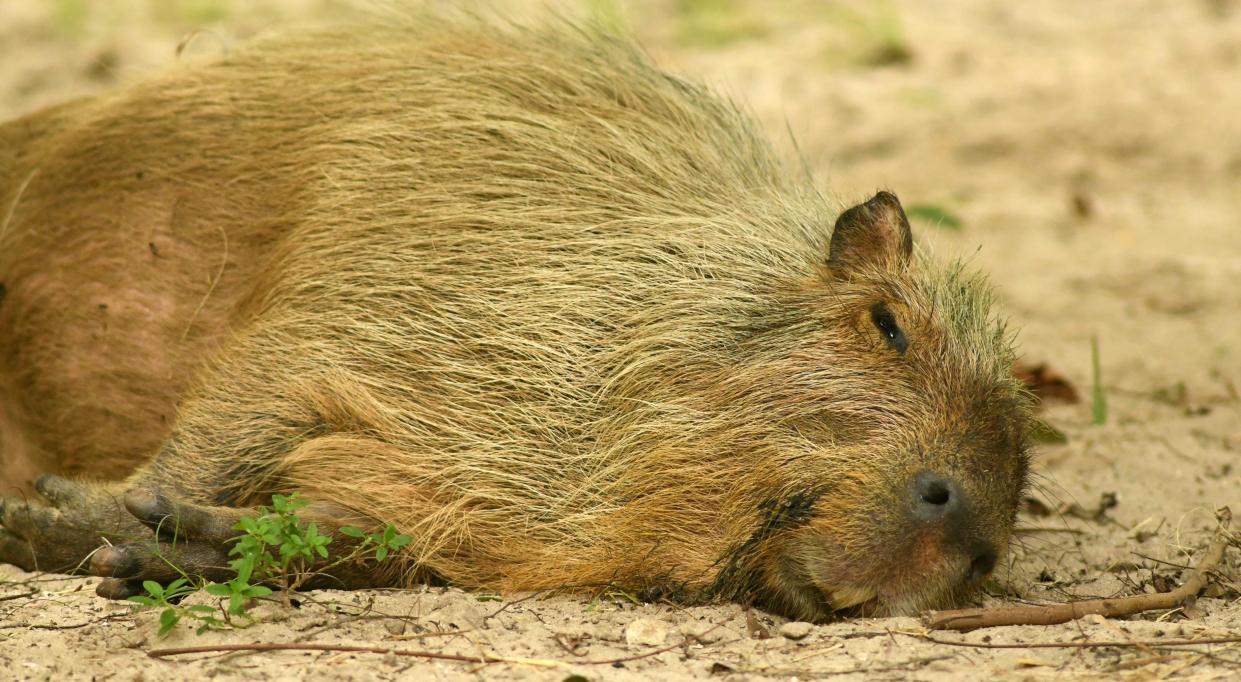 The capybara, like this one seen at the Brevard Zoo in Viera, is having its moment as an exotic pet, says Amy Kight, the executive director of Busch Wildlife Sanctuary. The capybara is a large rodent common to South America.