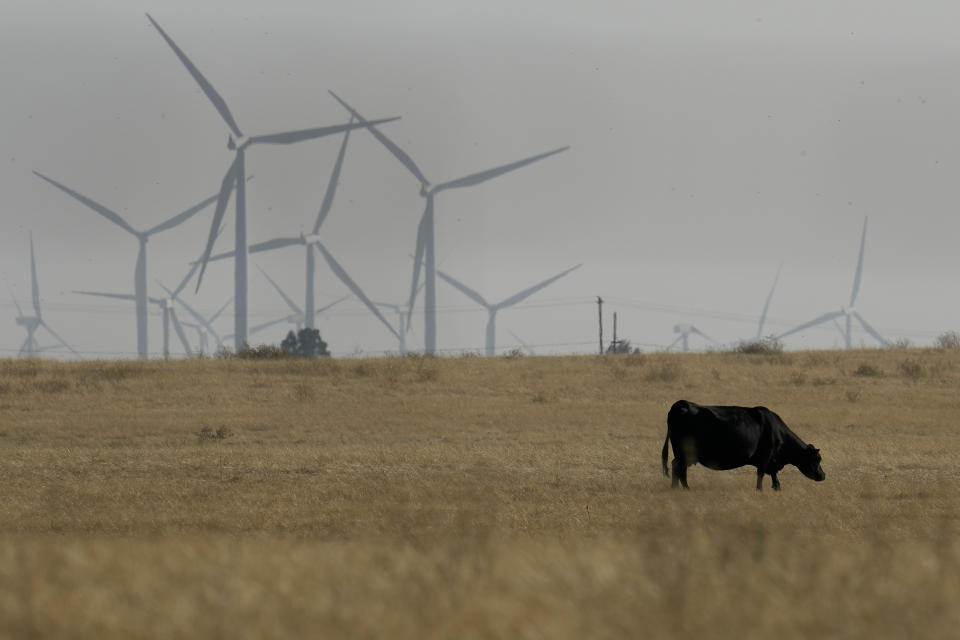 FILE - A cow grazes with wind farms in the background in rural Solano County, Calif., Aug. 30, 2023. The people behind a secretive Silicon Valley-backed ballot initiative to construct a new city on farmland between Sacramento and San Francisco are releasing more details of their plan as they submit paperwork Wednesday, Jan. 17, 2024, to qualify for the November election. (AP Photo/Godofredo A. Vásquez, File)