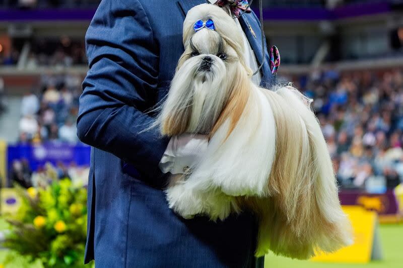 Comet, a Shih Tzu, takes part in the best in show competition at the 148th Westminster Kennel Club dog show, Tuesday, May 14, 2024, at the USTA Billie Jean King National Tennis Center in New York. | Julia Nikhinson