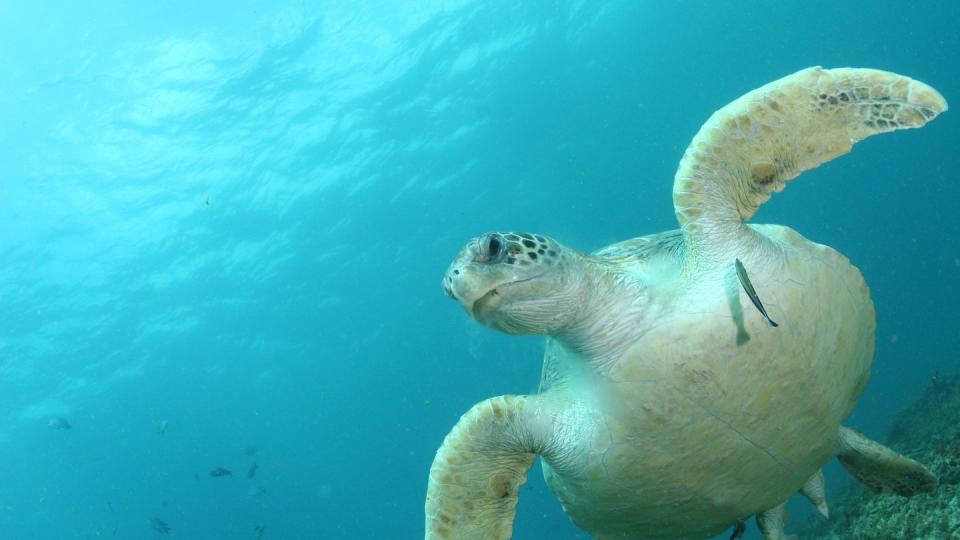 Die Zahl und Masse der in den Tieren gefundenen Plastikgegenstände variierte stark - von einem bis zu Hunderten Teilen, die teils mehrere Gramm schwer waren. Foto: Kathy Townsend/CSIRO