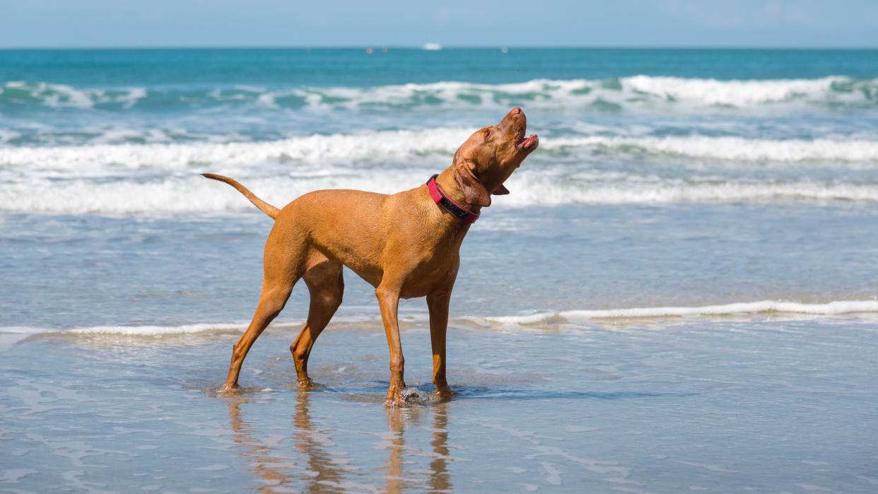  Dog barking on beach. 