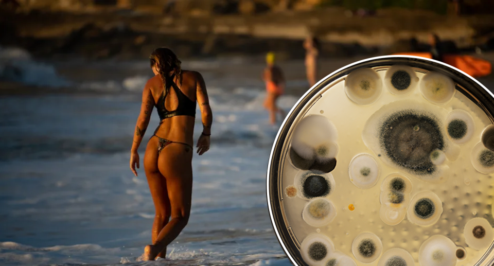 A woman in the water at Bondi Beach. Inset - fungus growing on a petri dish.