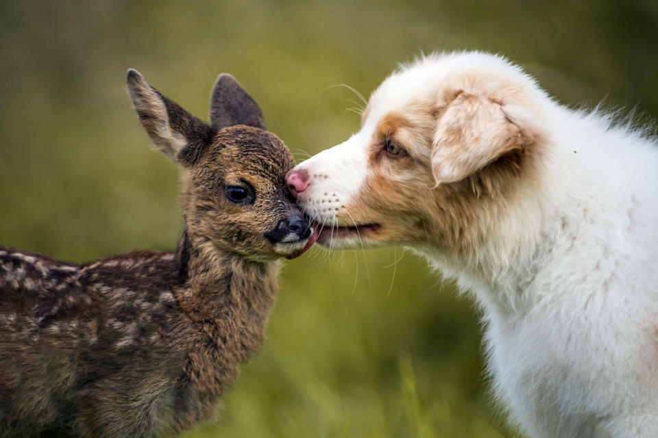 Tierische Freunde: Diese Tierfreundschaften sind wirklich ungewöhnlich