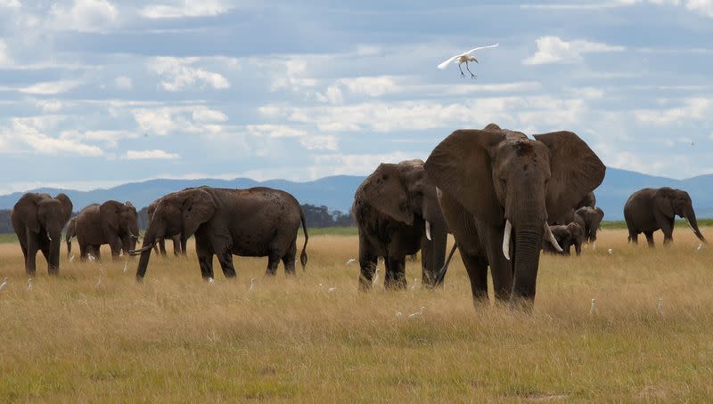 A bird flies over elephants as it walks at the Amboseli National Park in Kajiado County