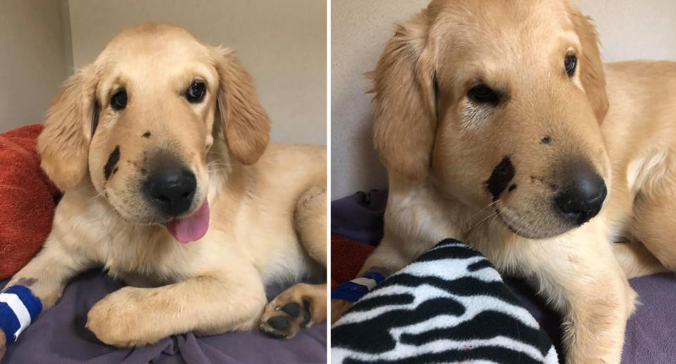 Todd’s face swelled considerably following the snake bite. (Photo: Facebook/ Paula Godwin)