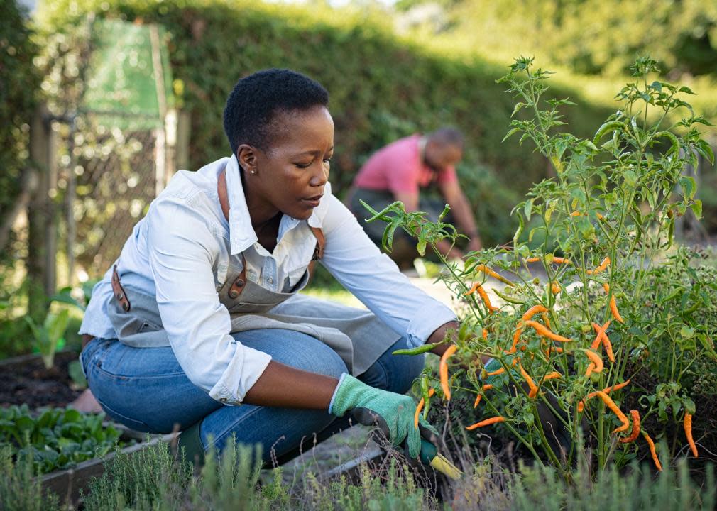 Woman picking small peppers from a garden.