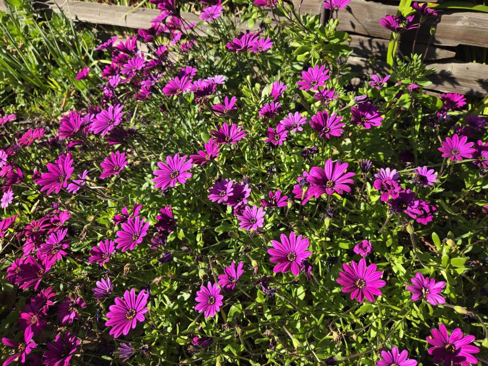 flower photos in iphone 15 vs galaxy s24 camera faceoff