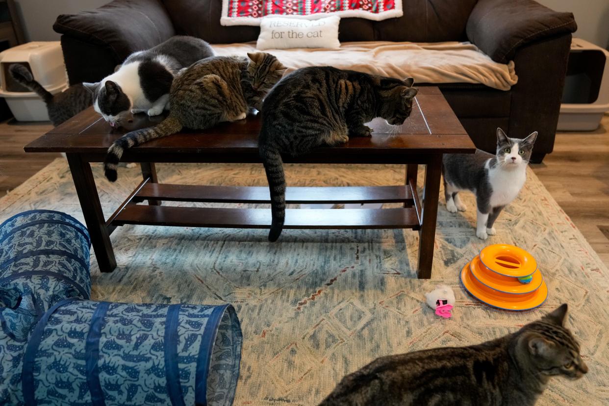 Rescue cats gather for snack time at Shane's Sanctuary and Kitty Adoption Center in Erlanger.
