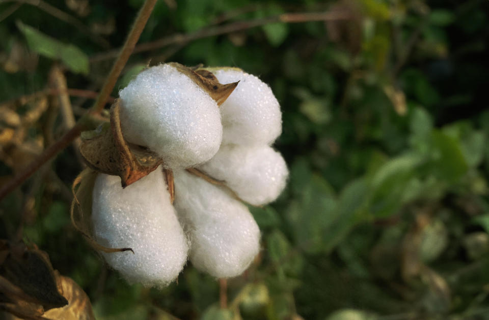 Cotton from a Materra farm.