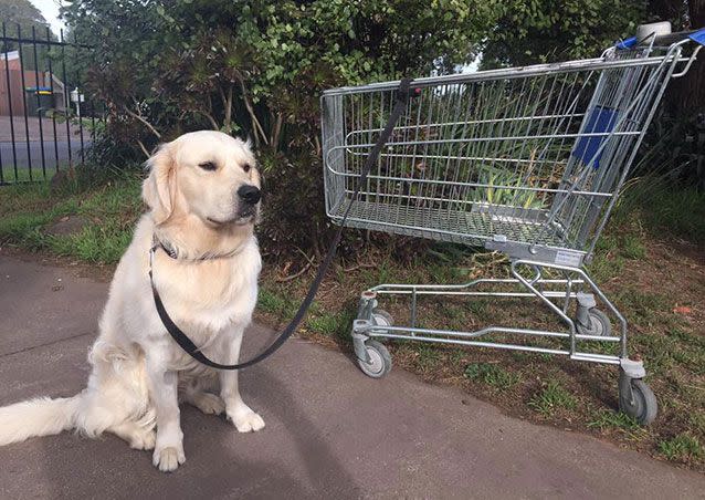 Andrew Mitchell has trained Trevor the Trolley how to walk his dog Storm. Picture: Facebook/Officeworks