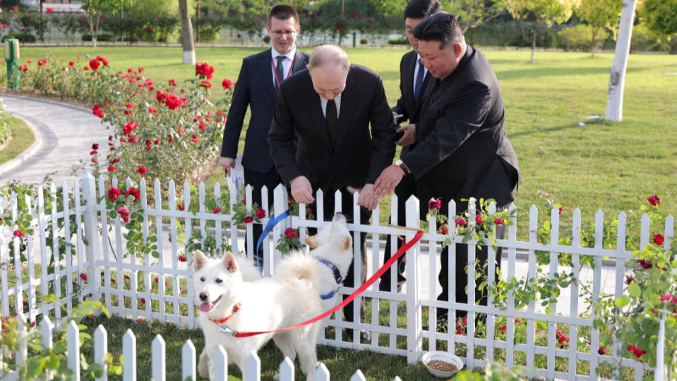 2024年6月19日，俄羅斯總統普丁訪北韓，北韓領導人金正恩送普丁一對北韓國寶豐山犬。路透社／KCNA