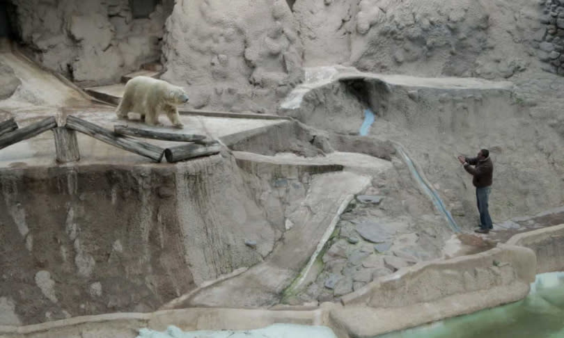 1993年時，8歲的阿圖羅來到門多薩動物園，在這裡度過了27年個年頭。（圖／達志／美聯社）