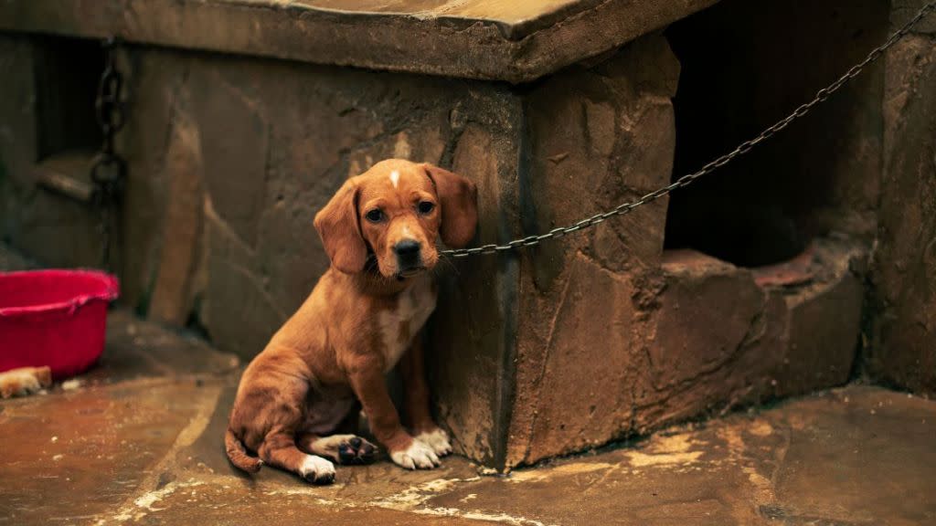 Sad puppy abandoned tied with a chain.