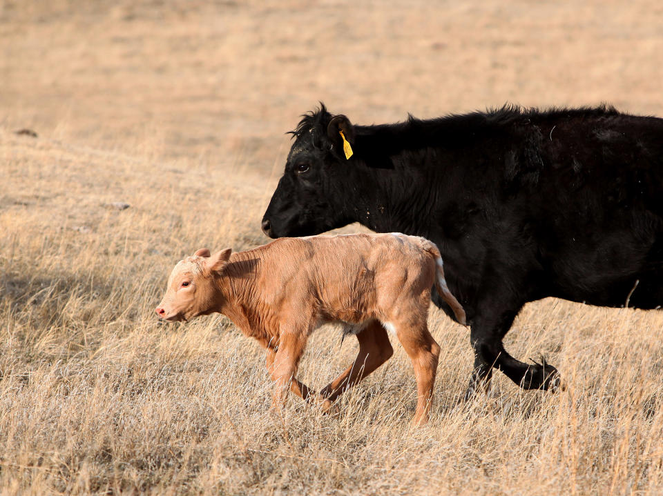 In this March 17, 2014 a cow walks with her newborn calf on Chuck O'Connor's Ranch near Philip, South Dakota. The highest beef prices in decades have some consumers spending extra time in meat market aisles as they search for cuts that won’t break their budgets. Prices likely will stay high for a couple of years as cattle producers like O'Connor start to rebuild their herds amid big questions about whether cattle-producing states will get enough rain to replenish pastures. (AP Photo/Toby Brusseau)