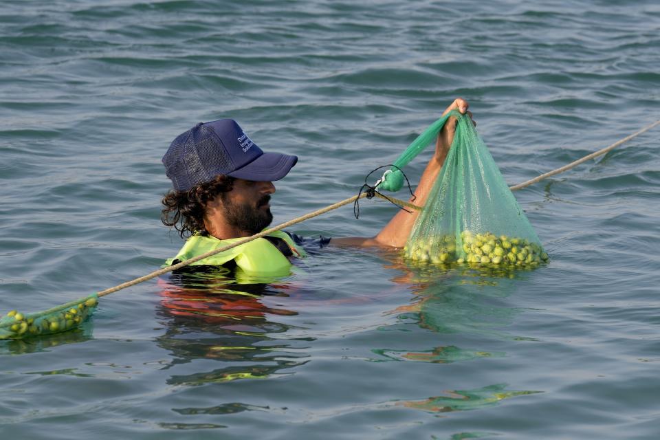 An employee of Abu Dhabi National Oil Co.'s (ADNOC) Mangrove Restoration Project, examines a bag full of mangrove seeds left in the water to germinate at the Al Nouf area southwest of Abu Dhabi, United Arab Emirates, Wednesday, Oct. 11, 2023. ADNOC earlier this year began using drones to scatter mangrove seeds across Abu Dhabi, part of what it touted as a sustainability effort to plant some 2.5 million of the carbon-storing plants. (AP Photo/Kamran Jebreili)