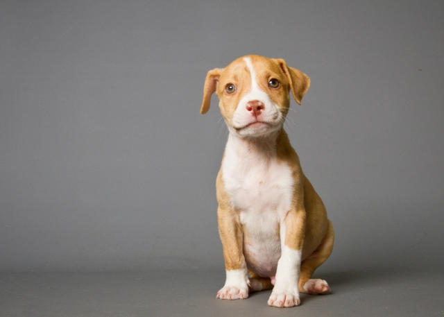 brown pitbull terrier puppies