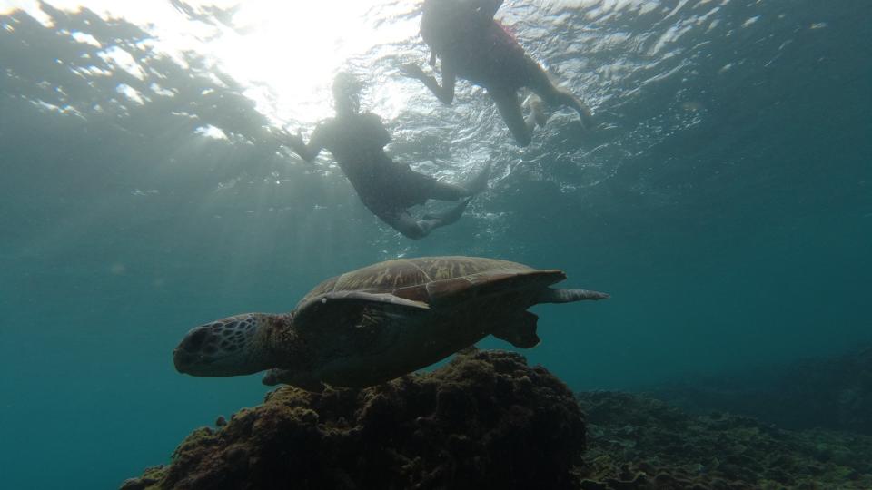 ▲這次在墾丁浮潛看到海龜，讓翁馨儀印象非常深刻。