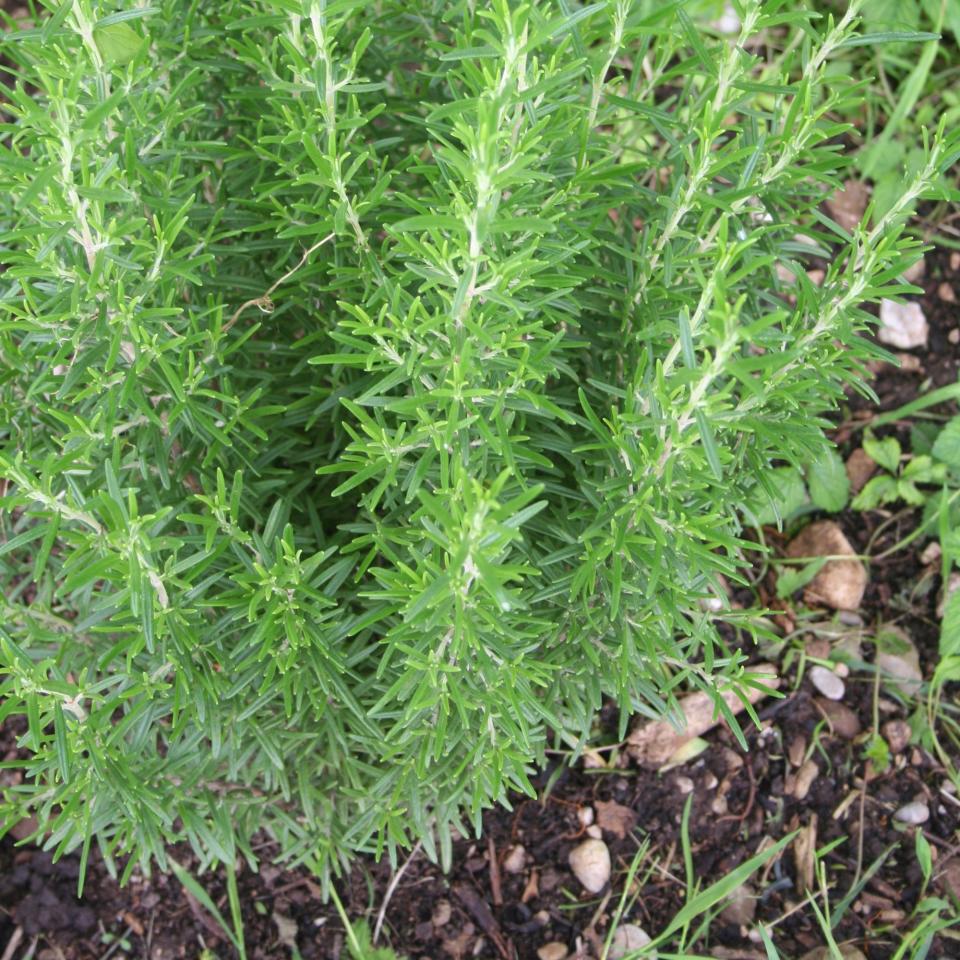 Rosemary plant