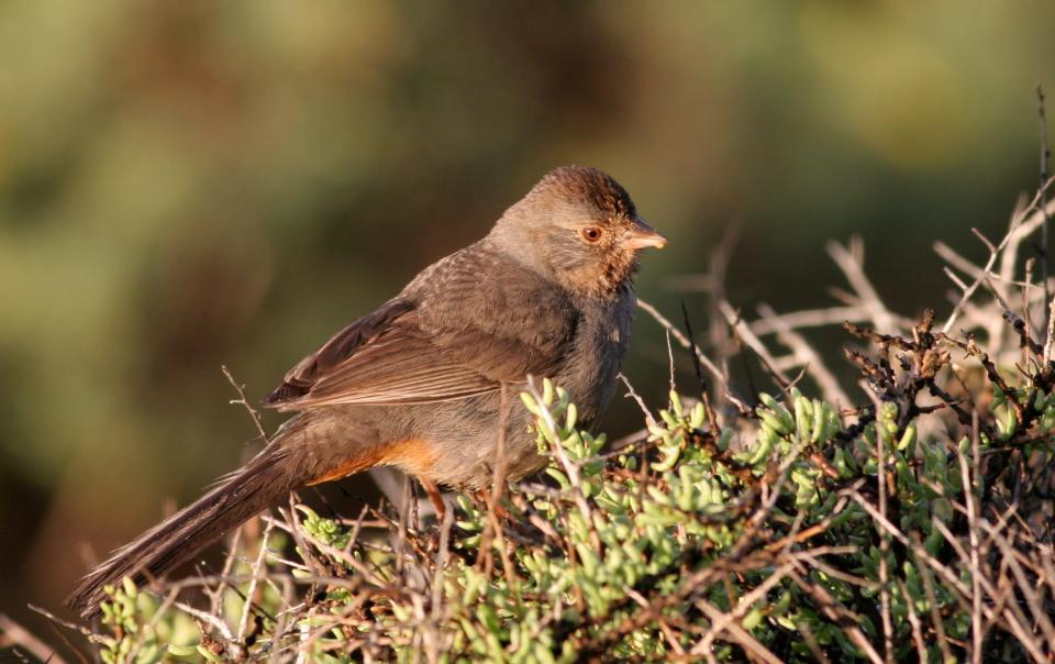 Here's a California towhee, that same species of bird that was the first to arrive at Carly Mallenbaum's planters.