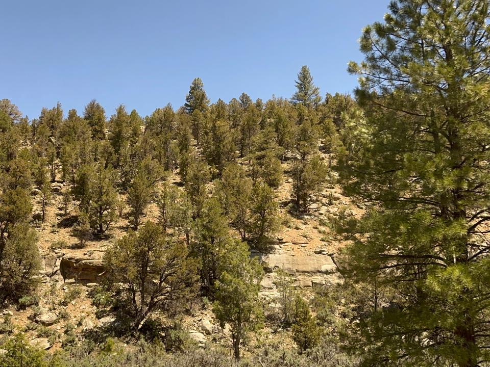 A forest of pine trees