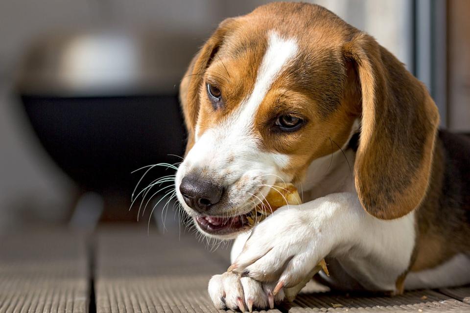 beagle chewing on a bone