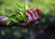 Freshly plucked tea leaves are seen in the hand of a tea garden worker inside Aideobarie Tea Estate in Jorhat in Assam, India, April 21, 2015. REUTERS/Ahmad Masood