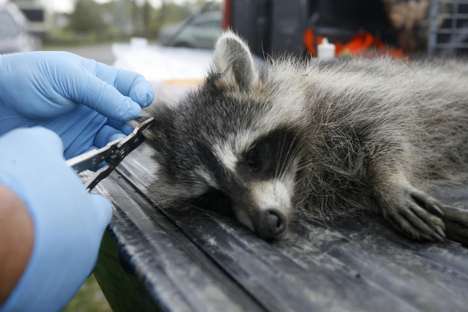 FILE - A tranquillized raccoon has its ear tagged by U.S. Department of Agriculture wildlife specialist Robert Acabbo in Grand Isle, Vt., Thursday, Sept. 27, 2007. The U.S. government has begun scattering millions of packets of oral rabies vaccine from helicopters and planes over 13 states from Maine to Alabama. The major aim is to keep raccoons from spreading their strain of the deadly virus to states where it hasn't been found or isn't widespread, said field trial coordinator Jordona Kirby. (AP Photo/Toby Talbot, File)