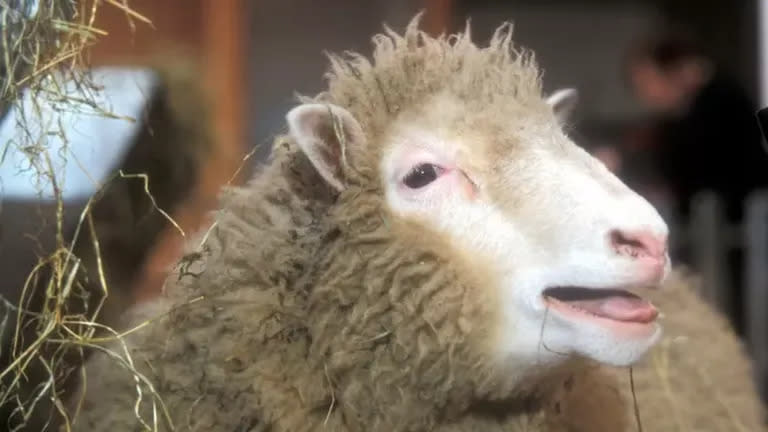 La oveja Dolly fue creada para buscar soluciones al envejecimiento