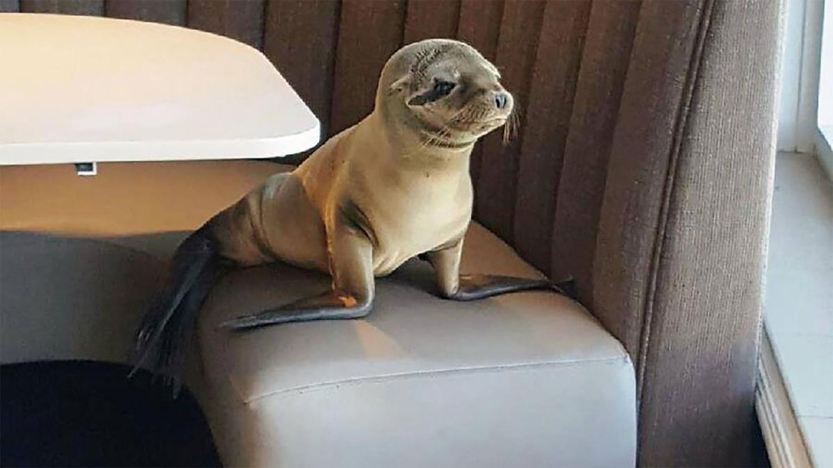 Wild Personalities: Sea Lion