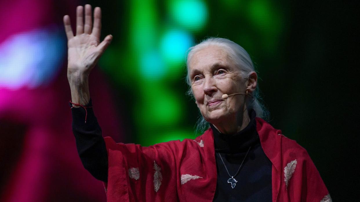 Die britische Verhaltensforscherin Jane Goodall bei ihrem Vortrag «Reasons for Hope» in München. Foto: Sven Hoppe