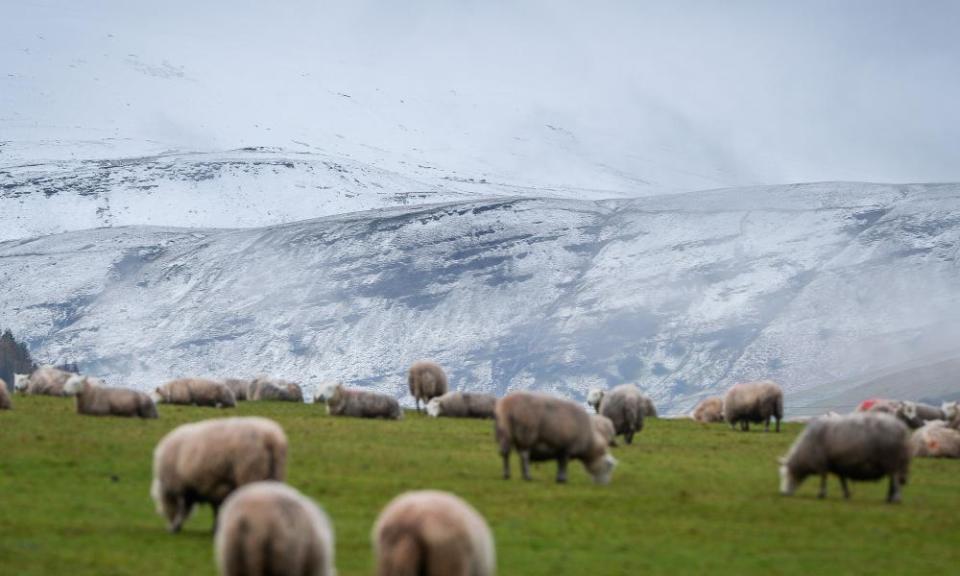 Sheep graze