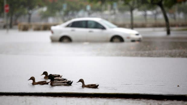 a family of ducks is swimming along a flooded street in the foreground, in the background a white car is partially submurged