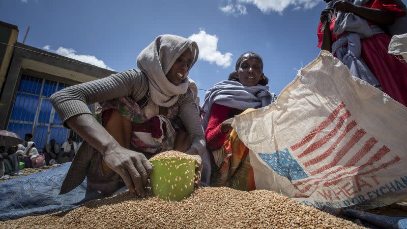 An Ethiopian woman scoops up portions of wheat to be allocated to each waiting family after it was distributed by the Relief Society of Tigray in the town of Agula, in the Tigray region of northern Ethiopia on May 8, 2021. The United Nations World Food Program is slowly resuming food aid to Ethiopia, the agency said Monday, Aug. 7, 2023 nearly five months after taking the extraordinary measure of suspending aid to millions of people after the discovery of a massive scheme to steal donated grain. 