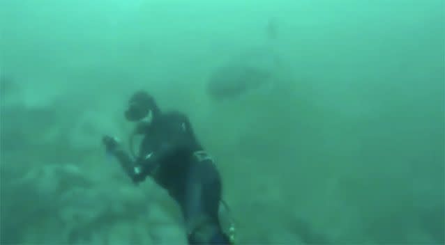 The great white shark approaches the unsuspecting diver. Source: SA Spearfishing/Facebook