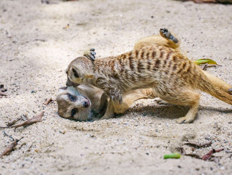 ▲打打鬧鬧是狐獴家族的日常。（圖／臺北市立動物園授權提供）