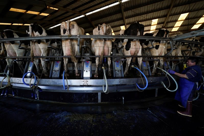 Automation is used as a worker helps milk Holstein cows at Airoso Circle A Dairy in Pixley, California