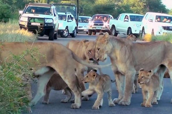 family of lions