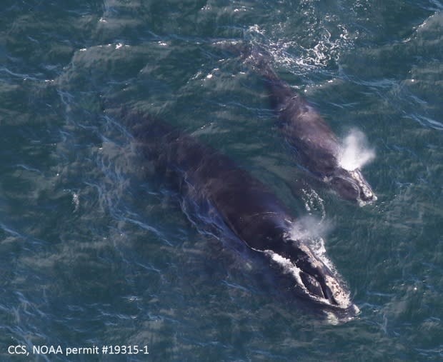 Amy James/Center for Coastal Studies/NOAA permit 19315-1 via AP