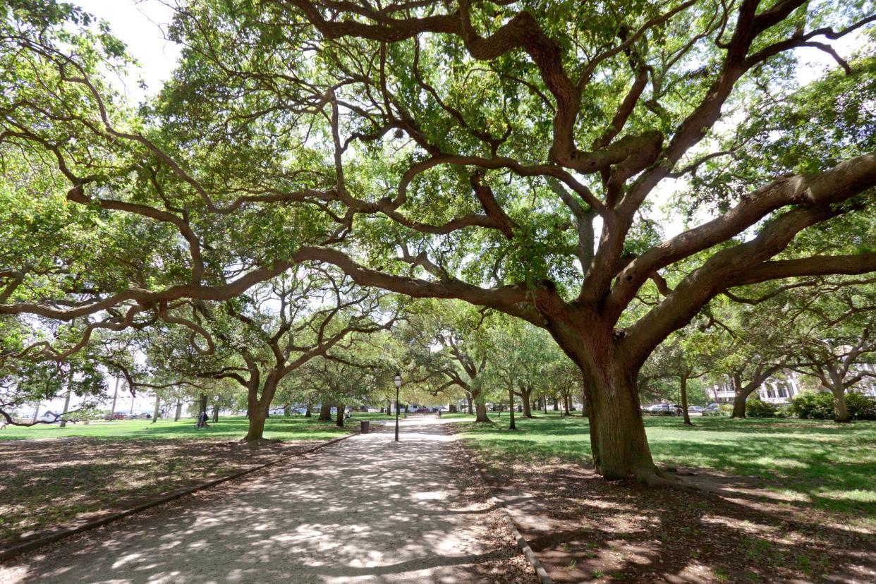 Graceful tree branches provide dappled shade in Charleston's Battery Park.