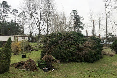 A fallen tree is seen where two back-to-back tornadoes touched down in Lee County near Beauregard, Alabama, U.S., March 4, 2019. REUTERS/Elijah Nouvelage