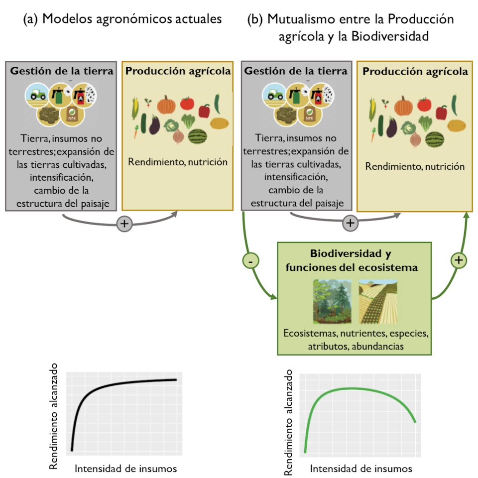 Esquema sobre los modelos agronómicos actuales y el mutualismo entre la producción agrícola y la biodiversidad