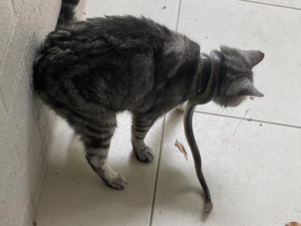 Ms Daynes managed to take a picture before removing the snake from her cat. Picture: Rebecca Daynes